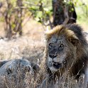TZA MAR SerengetiNP 2016DEC24 LemalaEwanjan 062 : 2016, 2016 - African Adventures, Africa, Date, December, Eastern, Lemala Ewanjan Camp, Mara, Month, Places, Serengeti National Park, Tanzania, Trips, Year